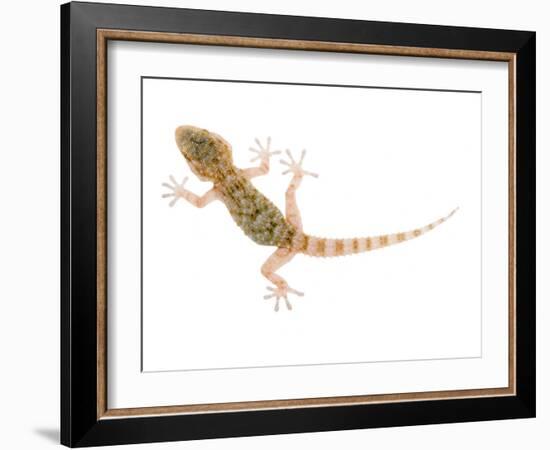 Moorish Gecko Juvenile, Spain-Niall Benvie-Framed Photographic Print