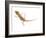 Moorish Gecko Juvenile, Spain-Niall Benvie-Framed Photographic Print