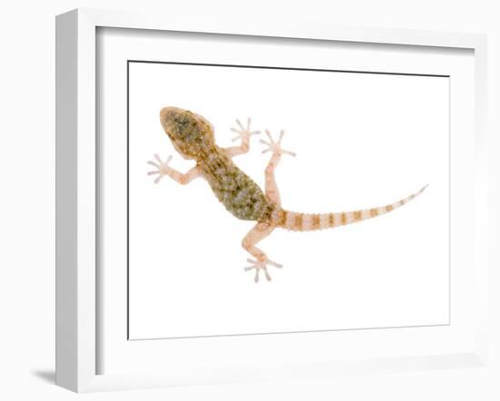 Moorish Gecko Juvenile, Spain-Niall Benvie-Framed Photographic Print
