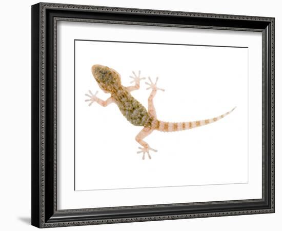 Moorish Gecko Juvenile, Spain-Niall Benvie-Framed Photographic Print