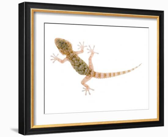 Moorish Gecko Juvenile, Spain-Niall Benvie-Framed Photographic Print