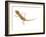 Moorish Gecko Juvenile, Spain-Niall Benvie-Framed Photographic Print