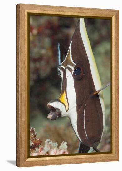 Moorish Idol (Zanclus Cornutus)-Reinhard Dirscherl-Framed Premier Image Canvas