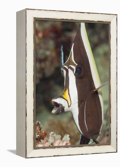 Moorish Idol (Zanclus Cornutus)-Reinhard Dirscherl-Framed Premier Image Canvas