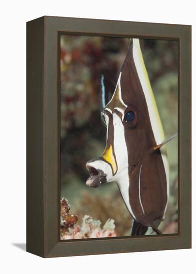 Moorish Idol (Zanclus Cornutus)-Reinhard Dirscherl-Framed Premier Image Canvas