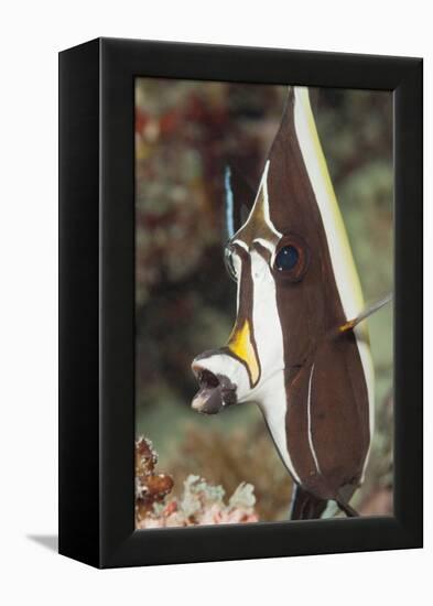 Moorish Idol (Zanclus Cornutus)-Reinhard Dirscherl-Framed Premier Image Canvas