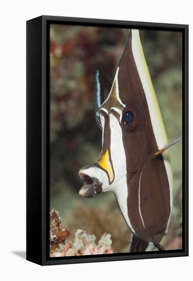 Moorish Idol (Zanclus Cornutus)-Reinhard Dirscherl-Framed Premier Image Canvas