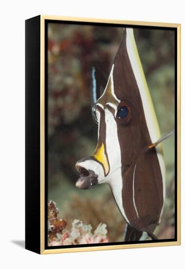 Moorish Idol (Zanclus Cornutus)-Reinhard Dirscherl-Framed Premier Image Canvas