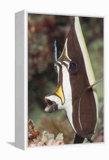 Moorish Idol (Zanclus Cornutus)-Reinhard Dirscherl-Framed Premier Image Canvas