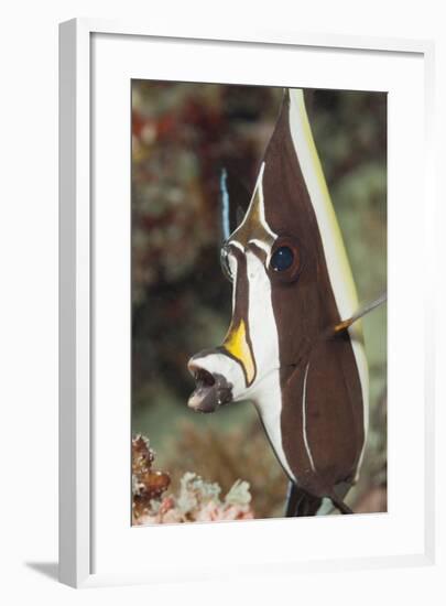 Moorish Idol (Zanclus Cornutus)-Reinhard Dirscherl-Framed Photographic Print