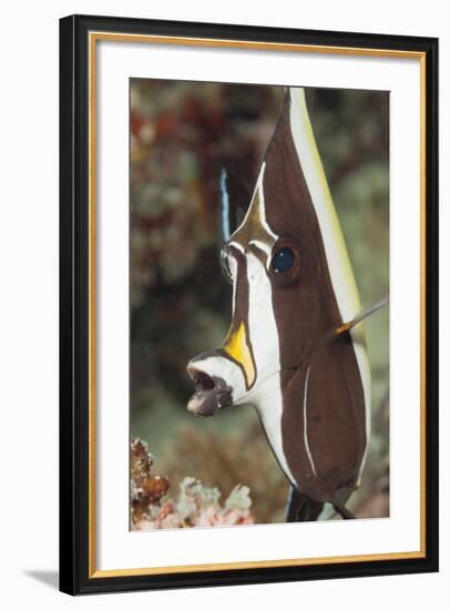 Moorish Idol (Zanclus Cornutus)-Reinhard Dirscherl-Framed Photographic Print