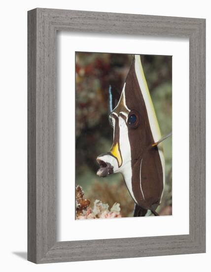 Moorish Idol (Zanclus Cornutus)-Reinhard Dirscherl-Framed Photographic Print