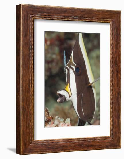 Moorish Idol (Zanclus Cornutus)-Reinhard Dirscherl-Framed Photographic Print