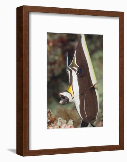 Moorish Idol (Zanclus Cornutus)-Reinhard Dirscherl-Framed Photographic Print