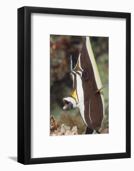 Moorish Idol (Zanclus Cornutus)-Reinhard Dirscherl-Framed Photographic Print