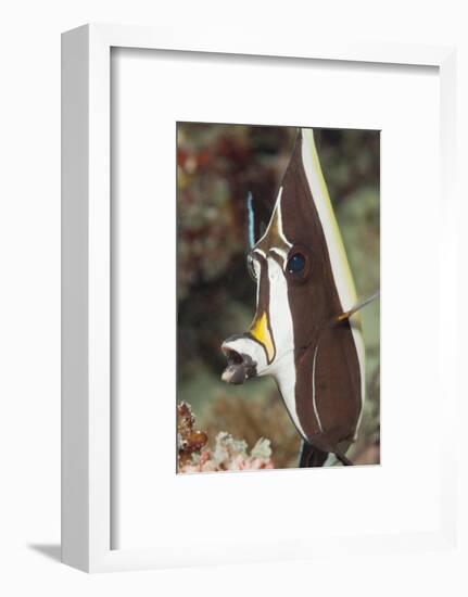 Moorish Idol (Zanclus Cornutus)-Reinhard Dirscherl-Framed Photographic Print