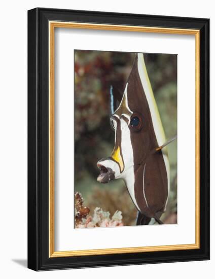 Moorish Idol (Zanclus Cornutus)-Reinhard Dirscherl-Framed Photographic Print