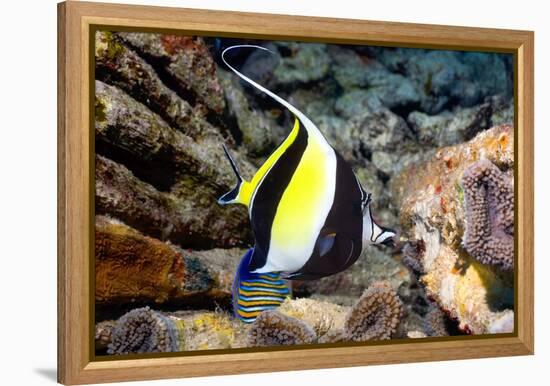 Moorish Idol-Georgette Douwma-Framed Premier Image Canvas