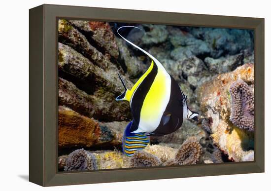 Moorish Idol-Georgette Douwma-Framed Premier Image Canvas