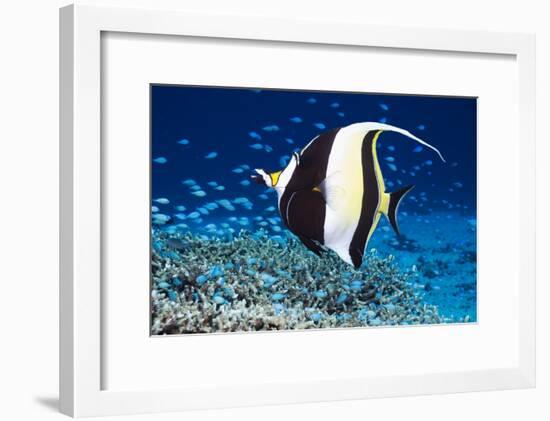 Moorish Idol-Georgette Douwma-Framed Photographic Print