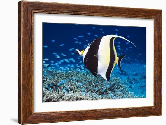 Moorish Idol-Georgette Douwma-Framed Photographic Print