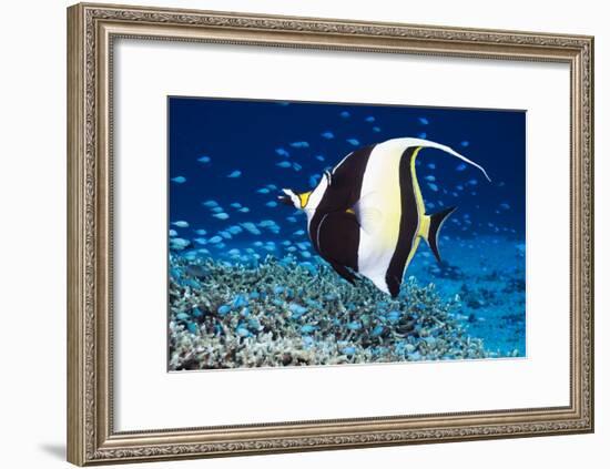 Moorish Idol-Georgette Douwma-Framed Photographic Print