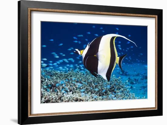 Moorish Idol-Georgette Douwma-Framed Photographic Print