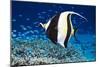 Moorish Idol-Georgette Douwma-Mounted Photographic Print