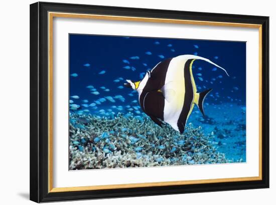 Moorish Idol-Georgette Douwma-Framed Photographic Print