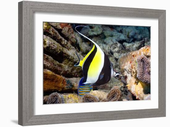 Moorish Idol-Georgette Douwma-Framed Photographic Print