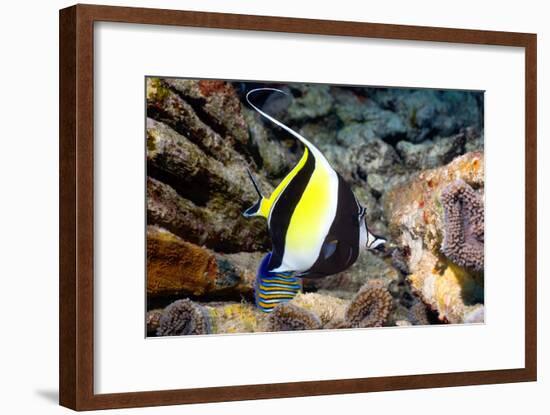 Moorish Idol-Georgette Douwma-Framed Photographic Print