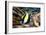 Moorish Idol-Georgette Douwma-Framed Photographic Print