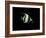 Moorish Idol-Durwood Coffey-Framed Giclee Print