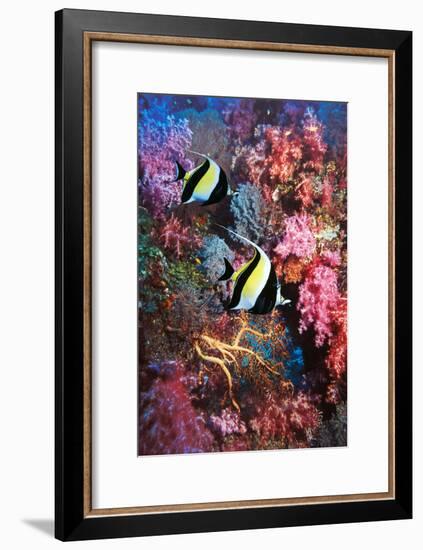 Moorish Idols-Georgette Douwma-Framed Photographic Print