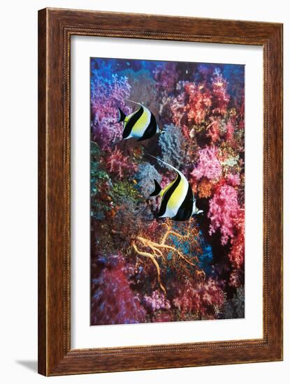 Moorish Idols-Georgette Douwma-Framed Photographic Print