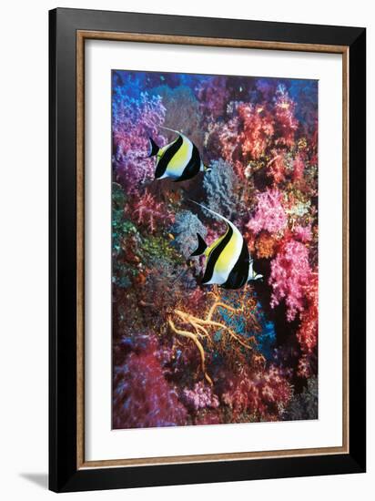 Moorish Idols-Georgette Douwma-Framed Photographic Print