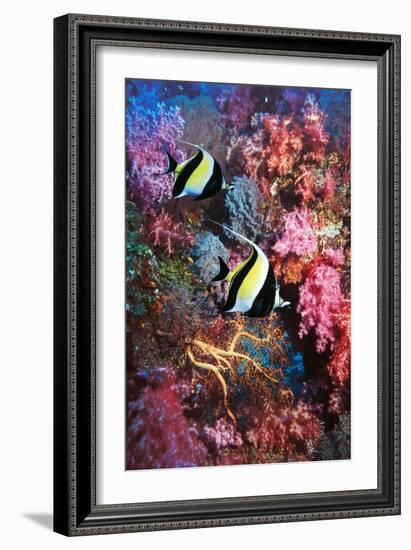 Moorish Idols-Georgette Douwma-Framed Photographic Print