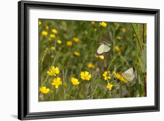 Moorland Clouded Yellow Butterfly (Colias Palaeno) Male And Female-Jussi Murtosaari-Framed Photographic Print