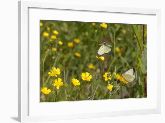 Moorland Clouded Yellow Butterfly (Colias Palaeno) Male And Female-Jussi Murtosaari-Framed Photographic Print