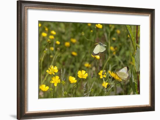 Moorland Clouded Yellow Butterfly (Colias Palaeno) Male And Female-Jussi Murtosaari-Framed Photographic Print