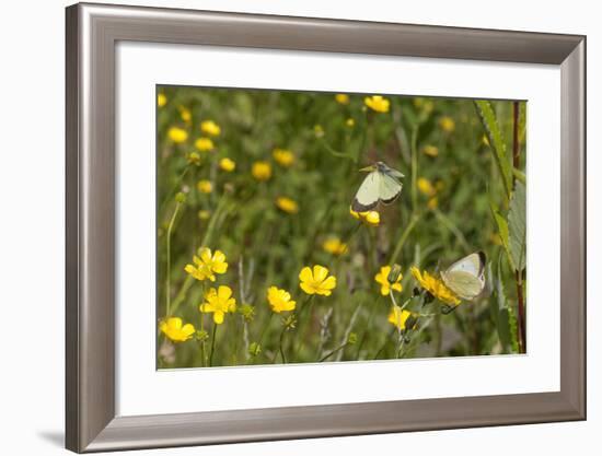 Moorland Clouded Yellow Butterfly (Colias Palaeno) Male And Female-Jussi Murtosaari-Framed Photographic Print