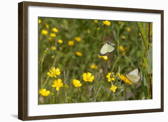 Moorland Clouded Yellow Butterfly (Colias Palaeno) Male And Female-Jussi Murtosaari-Framed Photographic Print