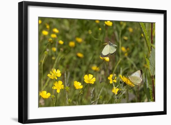 Moorland Clouded Yellow Butterfly (Colias Palaeno) Male And Female-Jussi Murtosaari-Framed Photographic Print