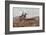 Moorland Gallup-Lionel Edwards-Framed Premium Giclee Print