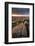 Moorland View at Belstone with Granite Outcrops, Near Okehampton, Dartmoor Np, Devon, England, UK-Ross Hoddinott-Framed Photographic Print