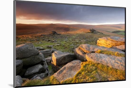 Moorland View at Belstone with Granite Outcrops, Near Okehampton, Dartmoor Np, Devon, England, UK-Ross Hoddinott-Mounted Photographic Print