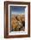 Moorland view with dry stone wall, Dartmoor, Devon, UK-Ross Hoddinott-Framed Photographic Print