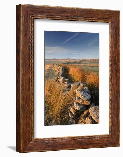 Moorland view with dry stone wall, Dartmoor, Devon, UK-Ross Hoddinott-Framed Photographic Print