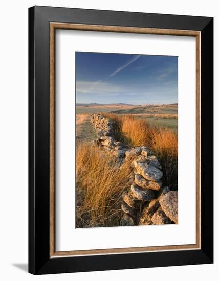 Moorland view with dry stone wall, Dartmoor, Devon, UK-Ross Hoddinott-Framed Photographic Print