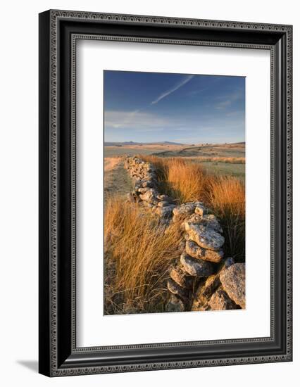 Moorland view with dry stone wall, Dartmoor, Devon, UK-Ross Hoddinott-Framed Photographic Print